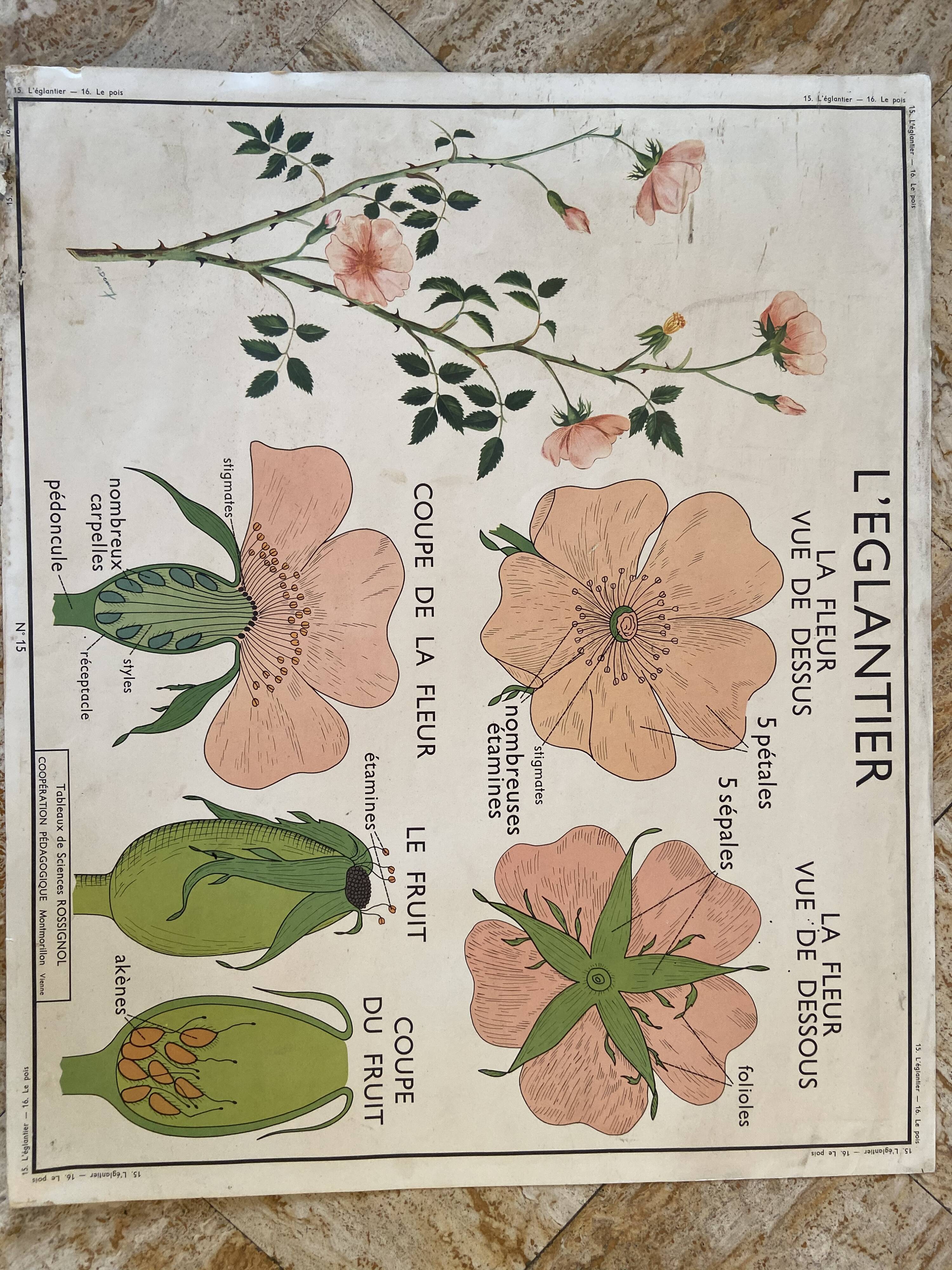 Old vintage school poster