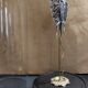 Cabinet of Curiosities globe 19th century flying lizard draco fimbriatus