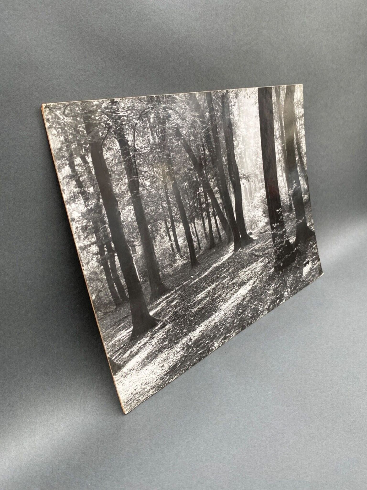 Photo argentique Bernard Darot Coulée de soleil dans les feuillus XXe