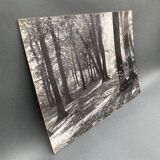 Photo argentique Bernard Darot Coulée de soleil dans les feuillus XXe