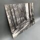 Photo argentique Bernard Darot Coulée de soleil dans les feuillus XXe
