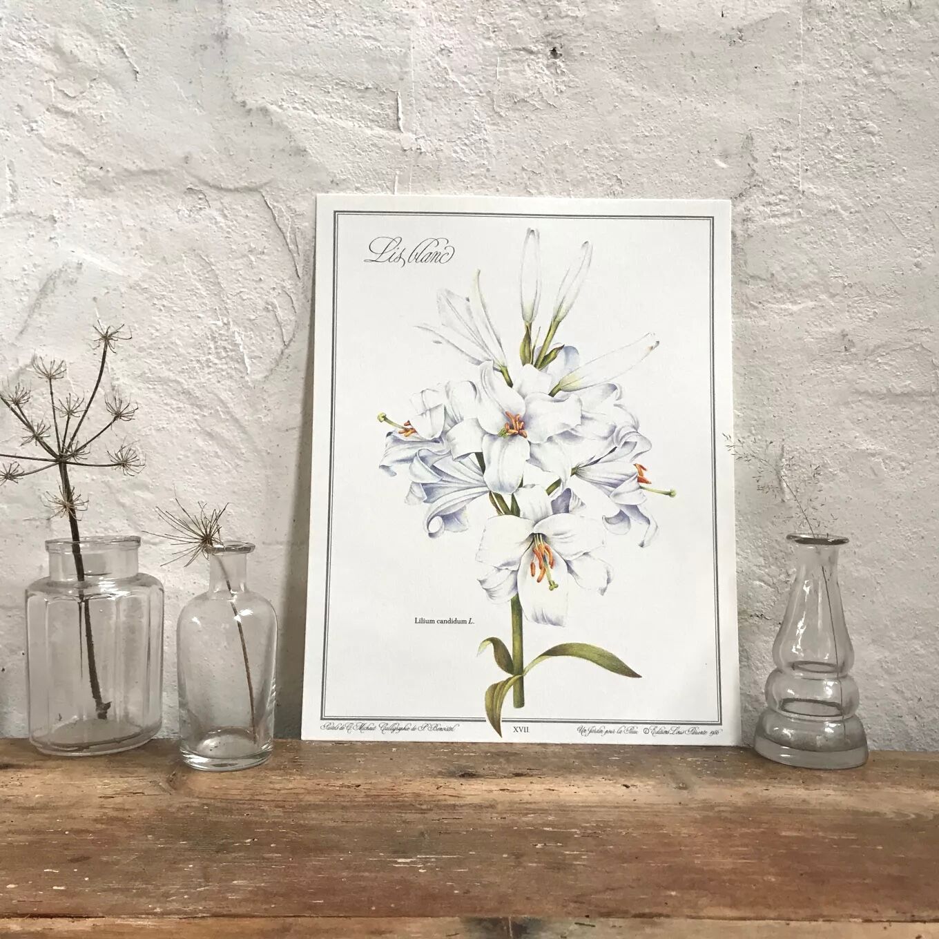 Botanical plate the white lily