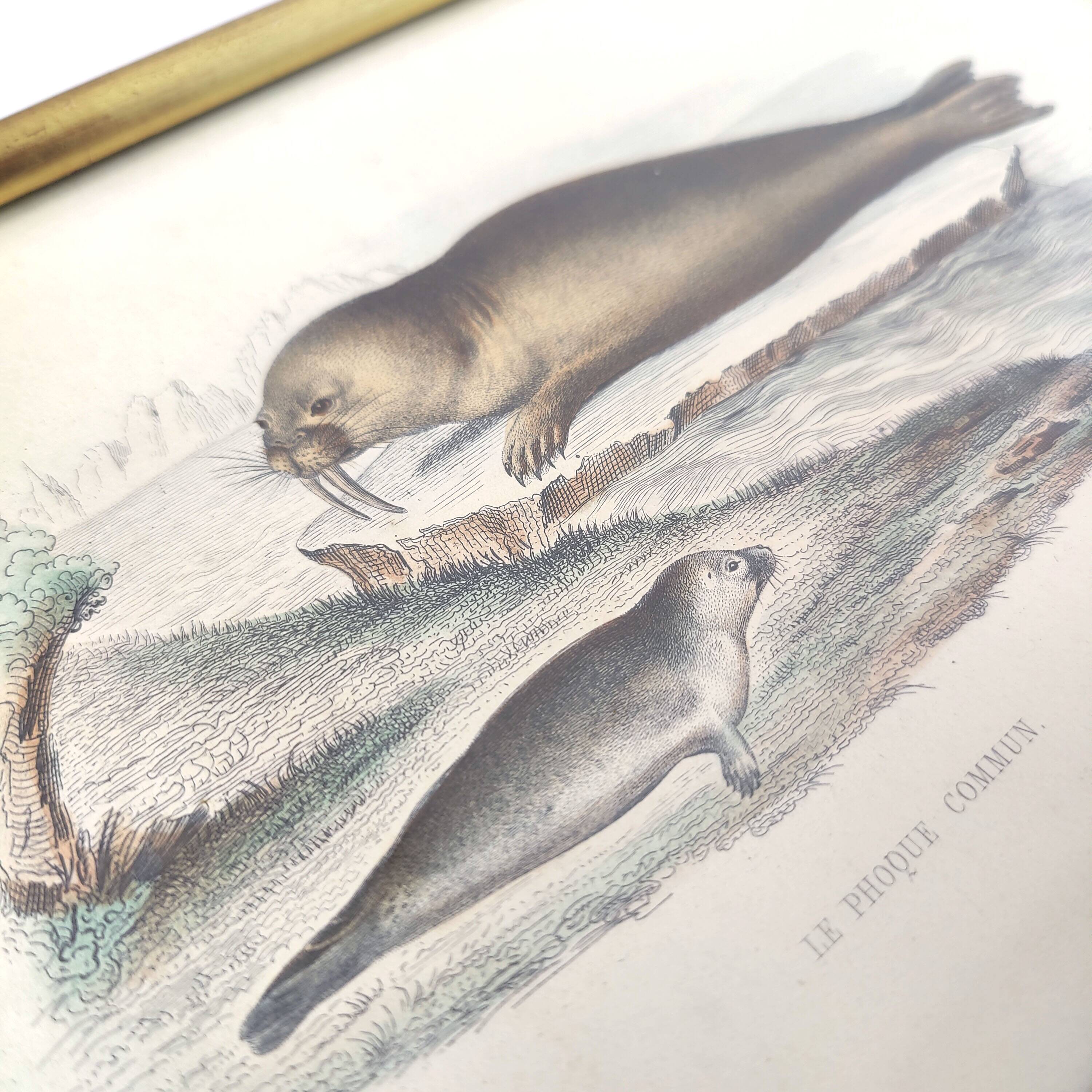 Zoological board engraving Buffon seal & walrus gilded wood frame