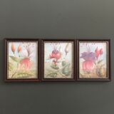 Suite of 3 floral illustrations