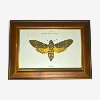 Ancient botanical engraving butterfly framed 1900 g denise