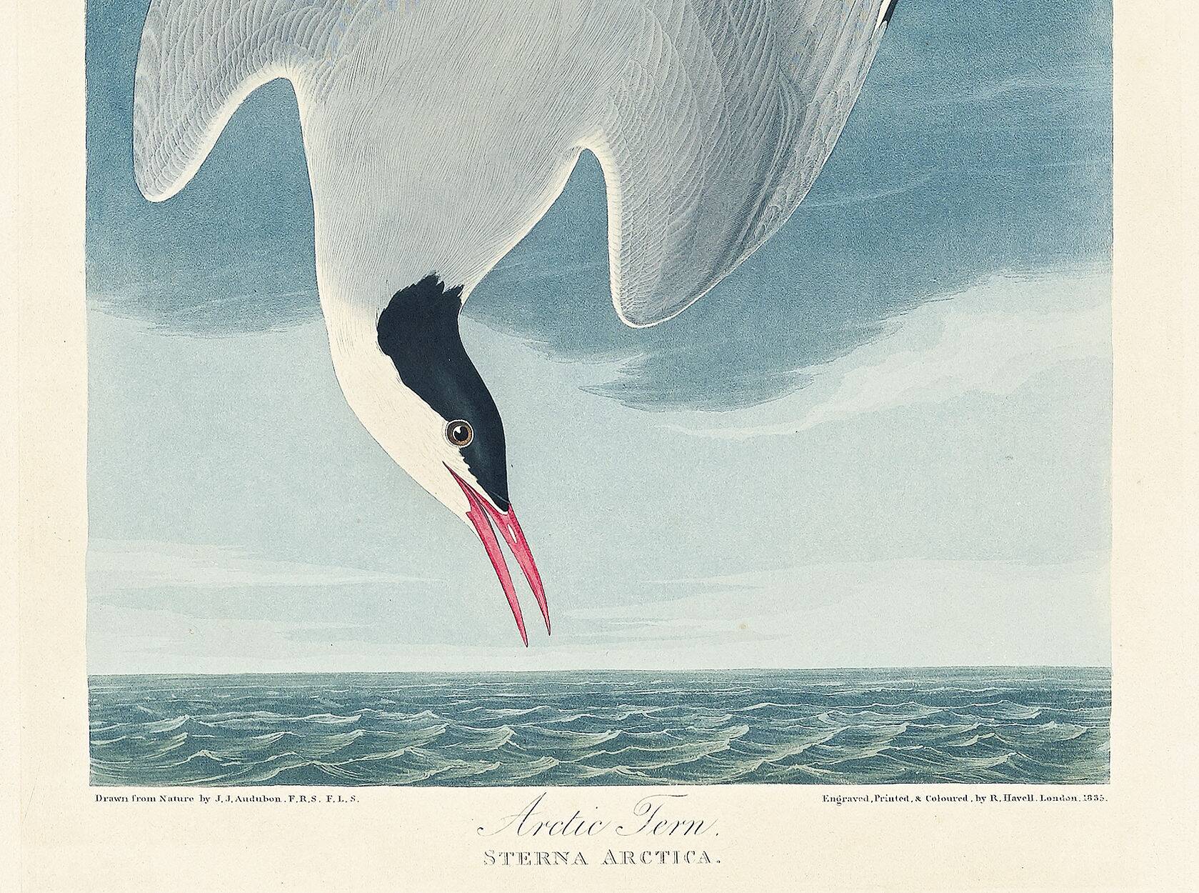 Poster about the Arctic Tern, based on an old engraving from 1827.