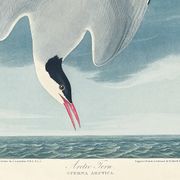 Poster about the Arctic Tern, based on an old engraving from 1827.