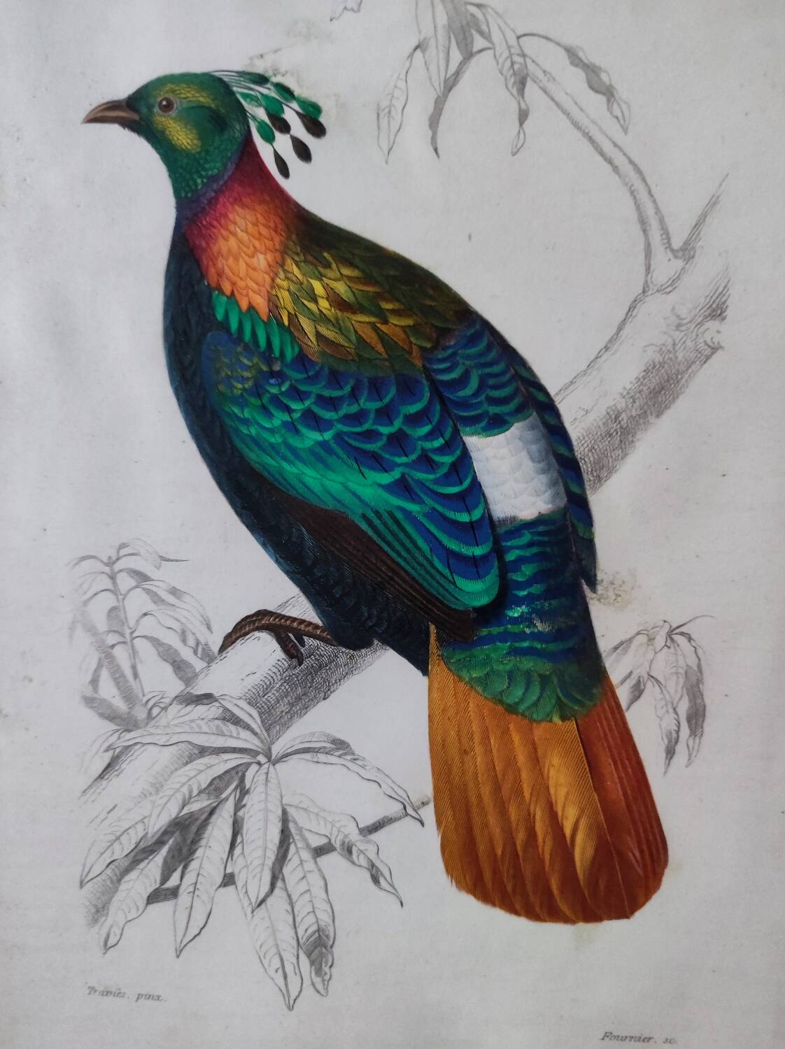 Color lithograph, Gallinaceous, JC Fournier