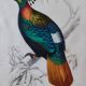 Color lithograph, Gallinaceous, JC Fournier