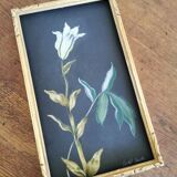 Pastel pencil drawing