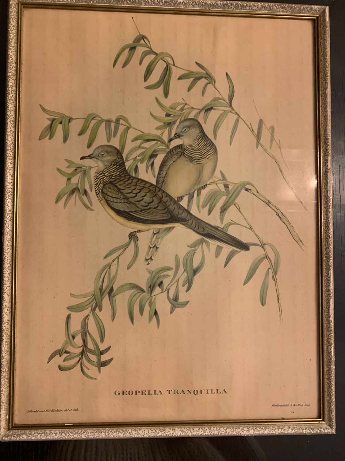Lithograph J. Gould & HC Richter