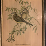Lithograph J. Gould & HC Richter