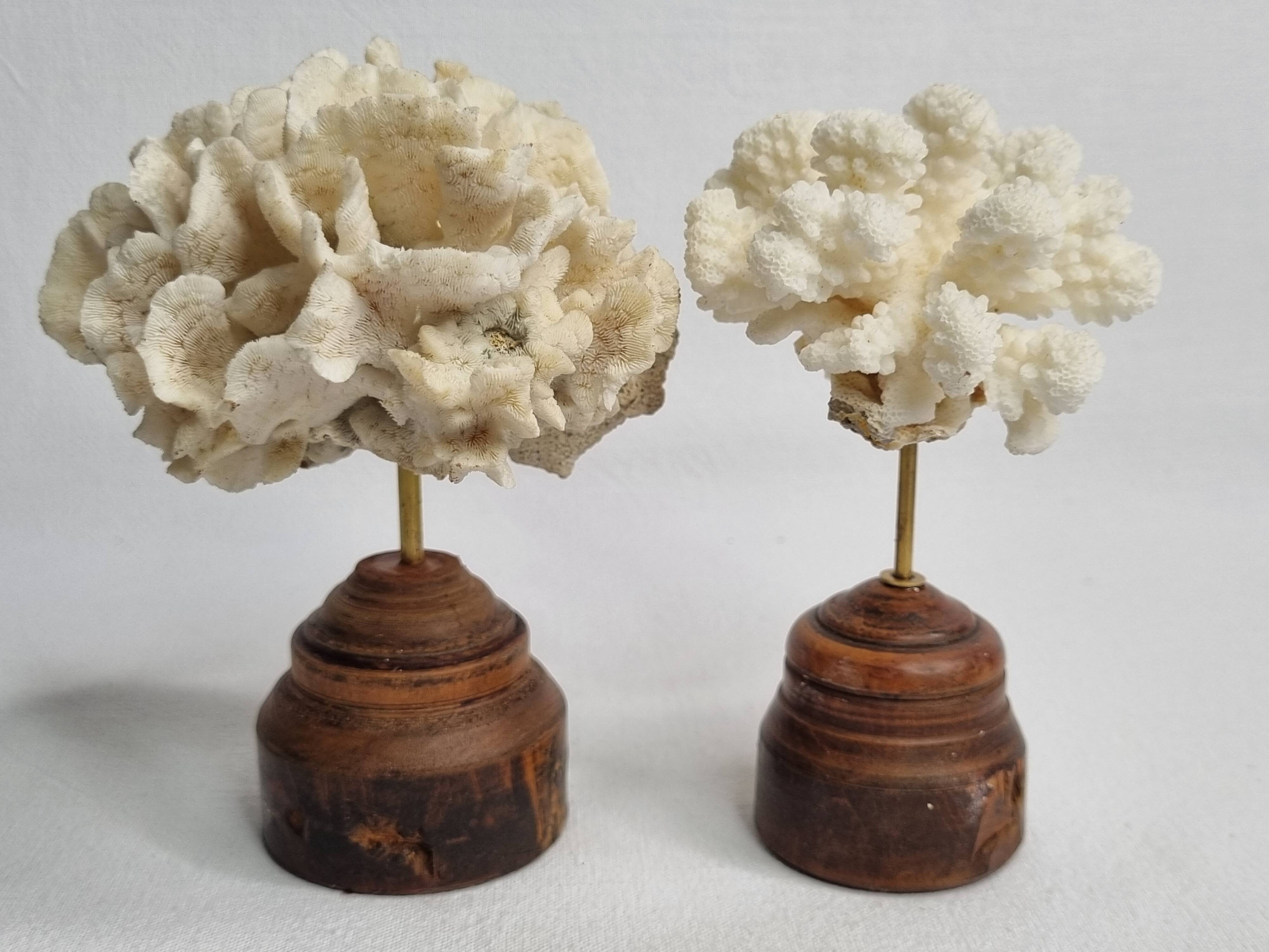 Pair of antique corals on turned wooden bases, 13 cm