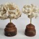 Pair of antique corals on turned wooden bases, 13 cm