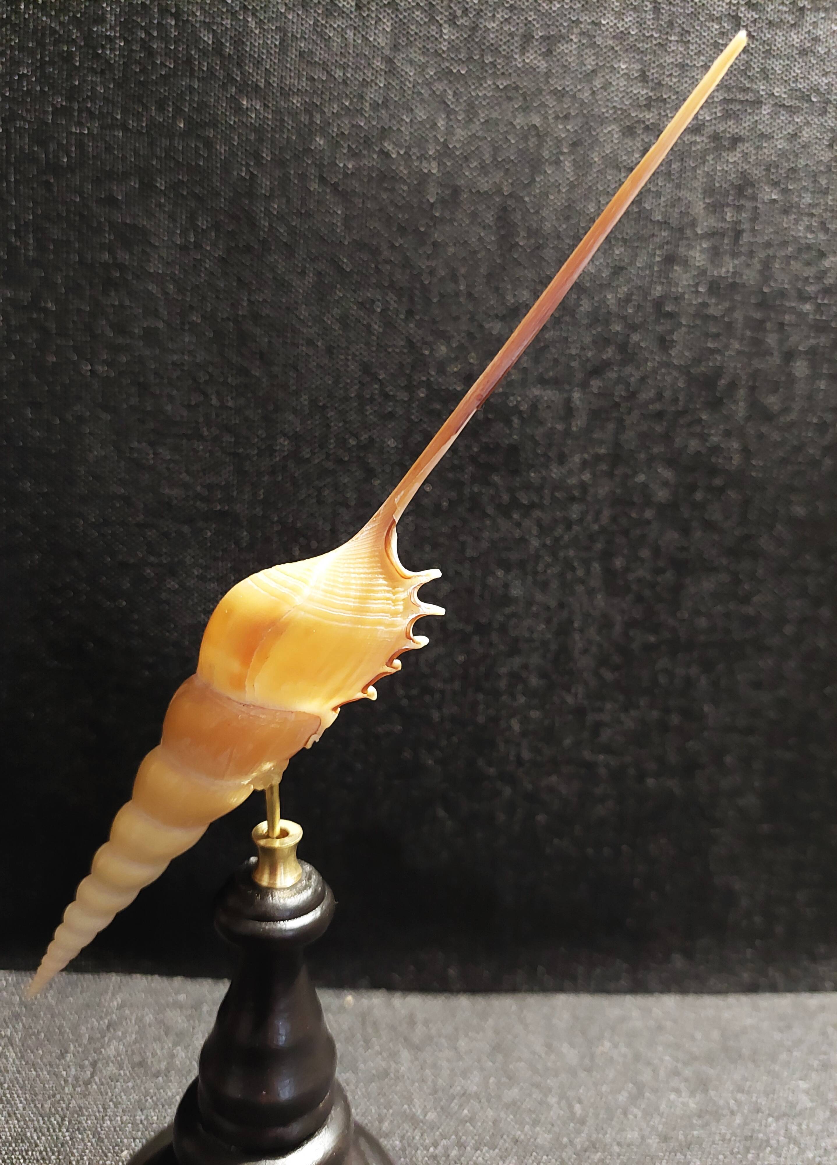 Cabinet of Curiosities tibia fusus shell on base