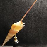Cabinet of Curiosities tibia fusus shell on base