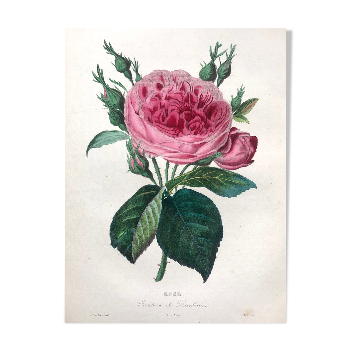Affiche ancienne planche botanique 1854