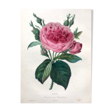 Affiche ancienne planche botanique 1854