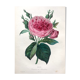 Affiche ancienne planche botanique 1854