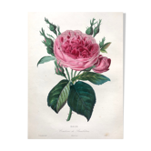 Affiche ancienne planche botanique 1854