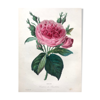 Old poster - Botanical plate 1854