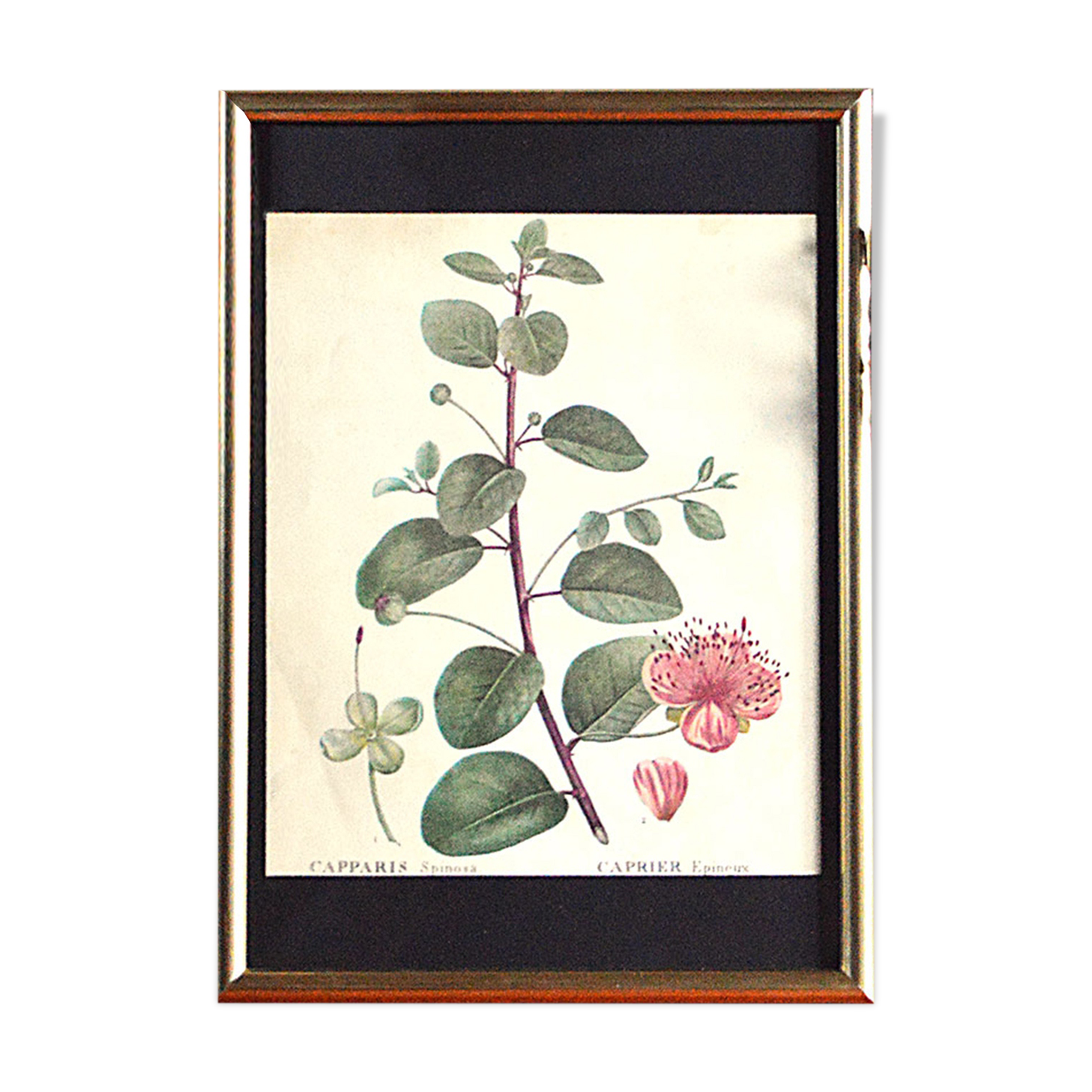 Affiche pharmaceutique encadrée