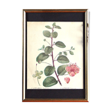 Affiche pharmaceutique encadrée