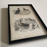 Birds frame