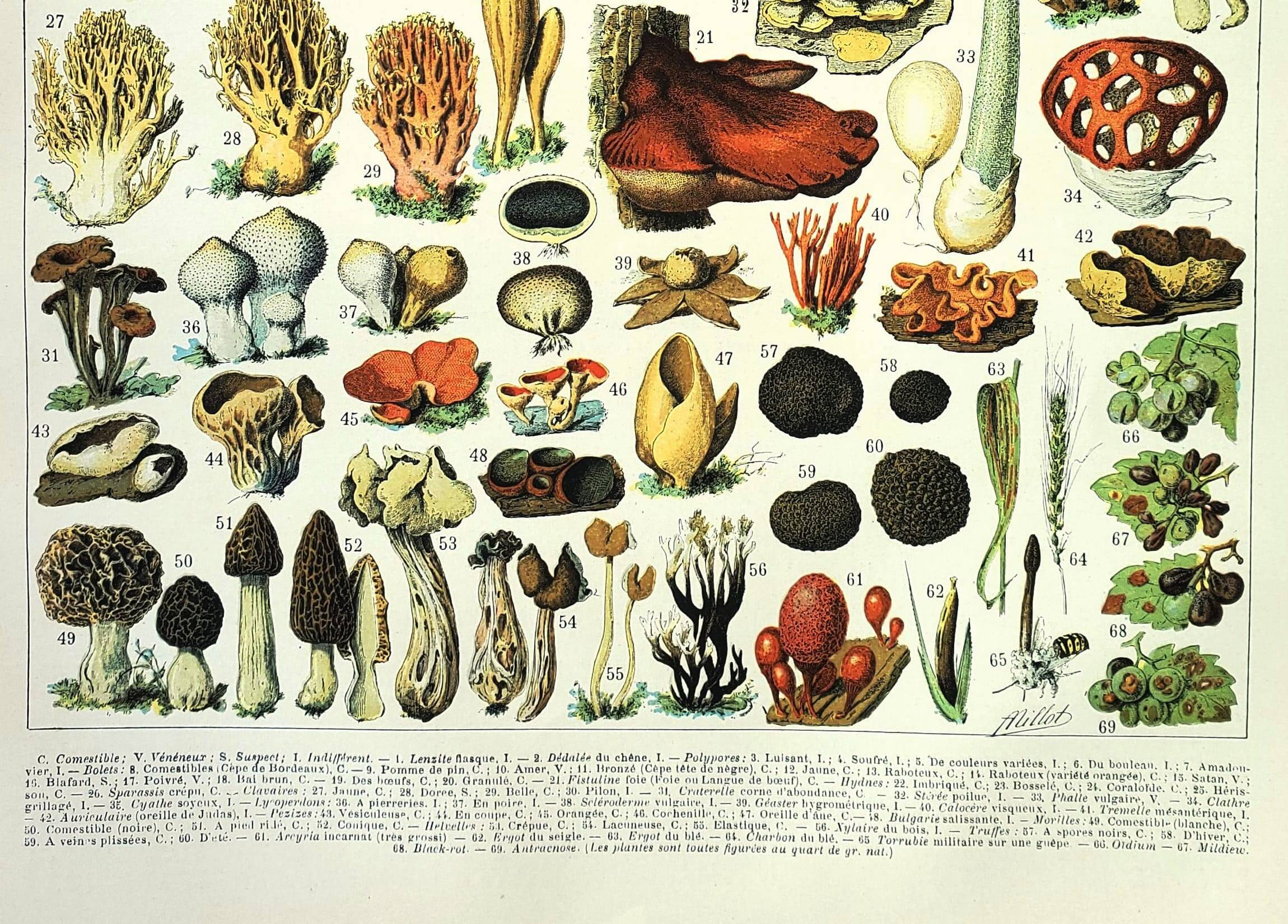 Old engraving from 1897 - Mushrooms (2) by Millot. Botanical plate.