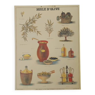 Affiche pédagogique Deyrolle