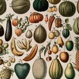 Lithographie sur les fruits (abricot) de 1897