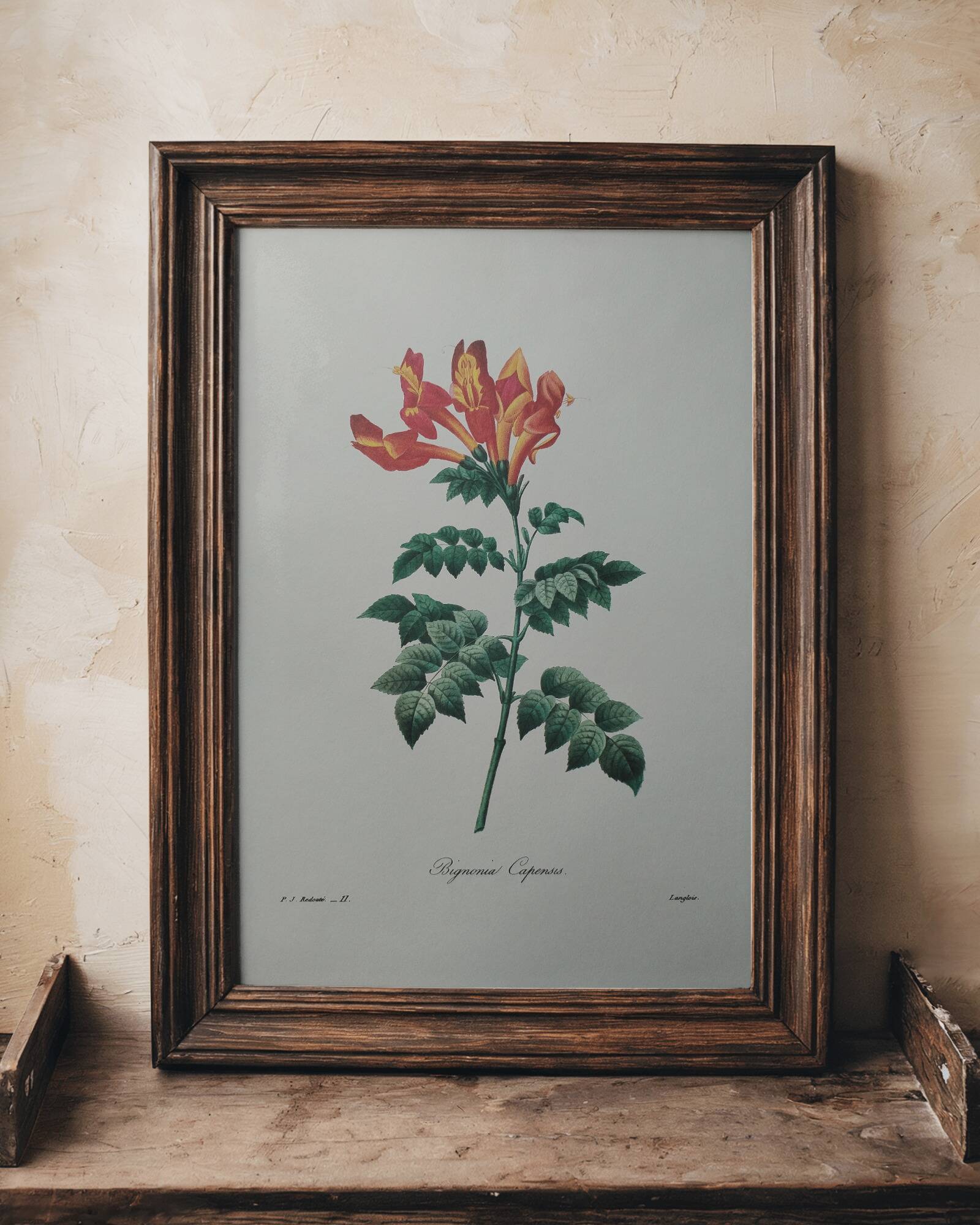 Original illustrated plate Bignone du Cap