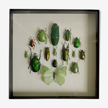 Insects under frame