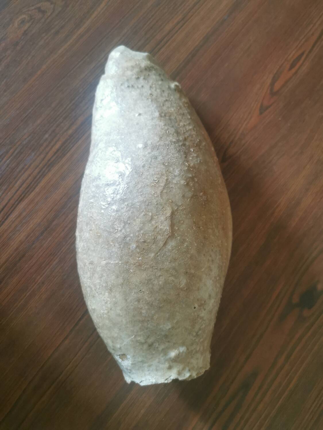 Cymbium shell