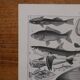Lithographie originale sur les poissons