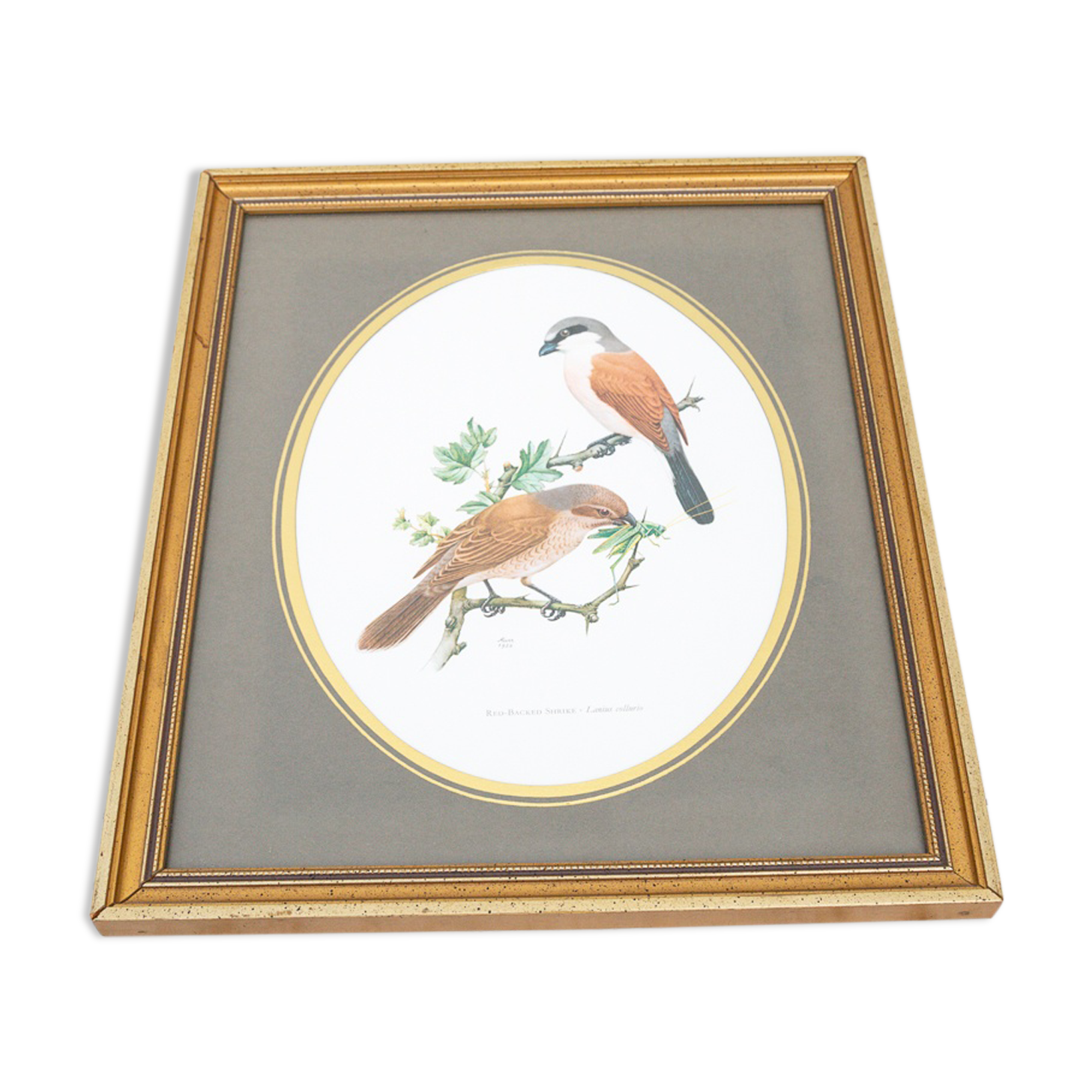 Reproduction of passerine birds by Murr ornithological board