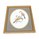 Reproduction of passerine birds by Murr ornithological board