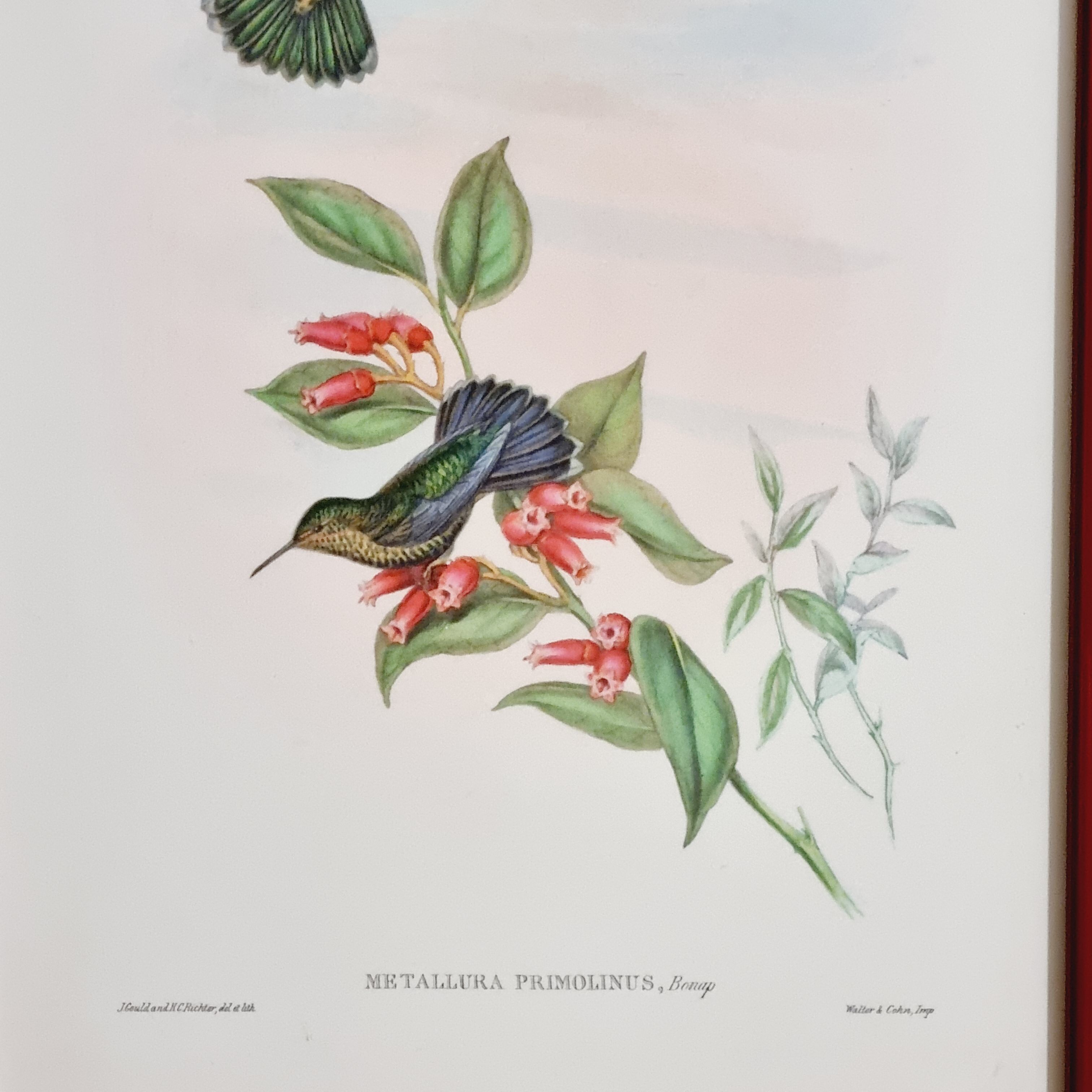 Set of 7 chromolithographs birds 50s