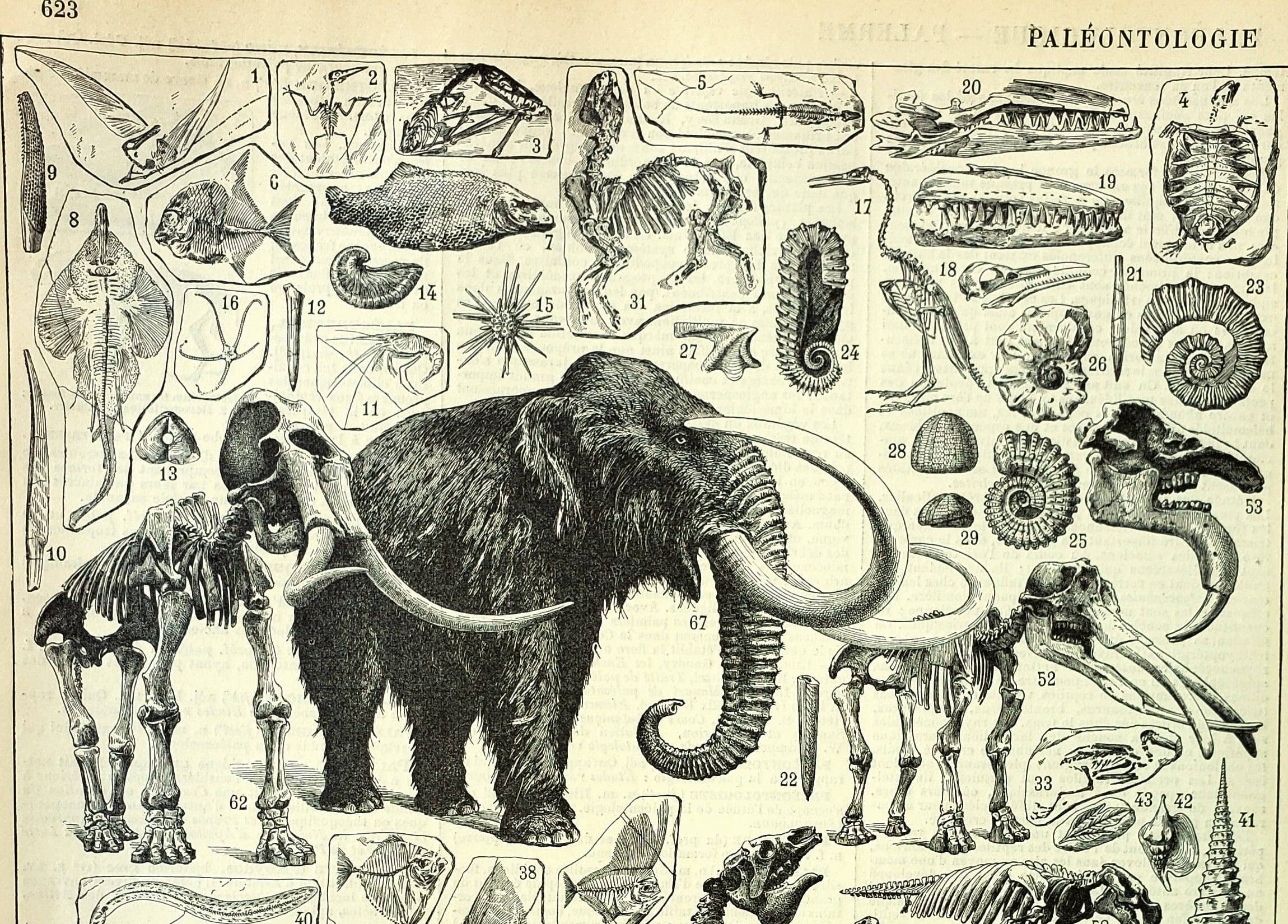 Botanical engraving 1897 A. Millot - Paleontology 2, prehistory