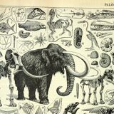 Botanical engraving 1897 A. Millot - Paleontology 2, prehistory