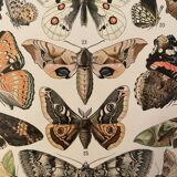 Lithograph engraving butterflies of 1897