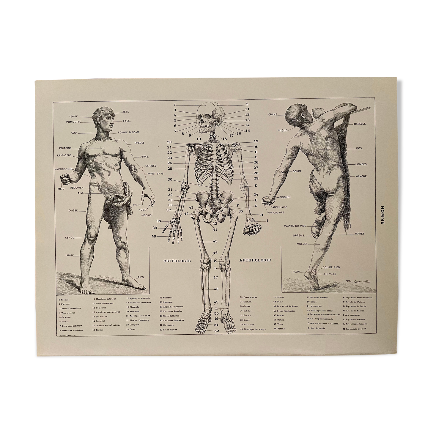 Lithograph engraving on the anatomy of 1928 (human body, skeleton)