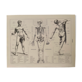 Lithographie gravure sur l'anatomie de 1928 (corps humain, squelette)