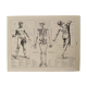 Lithograph engraving on the anatomy of 1928 (human body, skeleton)