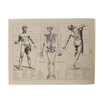 Lithograph engraving on the anatomy of 1928 (human body, skeleton)