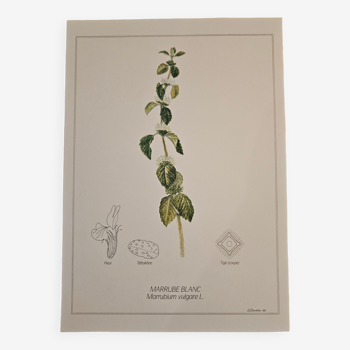 Affiche botanique  Marrube blanc