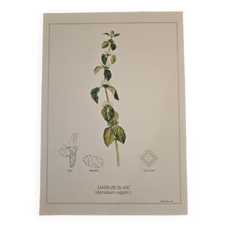 White horehound botanical poster