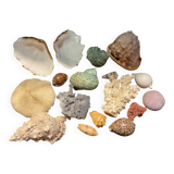 Shell collection