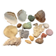 Shell collection