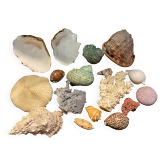 Shell collection
